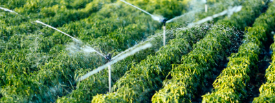 热门农技：智慧灌溉助力农田高效增产，绿色可持续种植新趋势