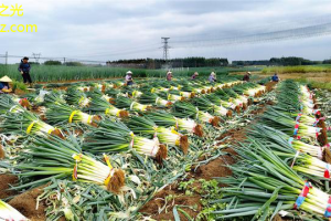 农田作物新技术高效种植，高收益！